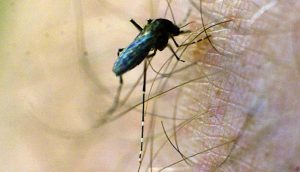 Mozziegeddon at the Mount