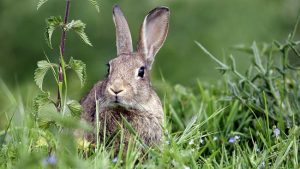 Feral rabbits to be culled in Sunbury