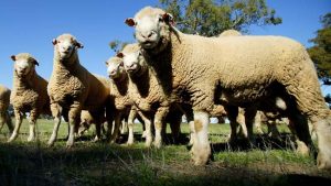 Farmer calls for dog restraint