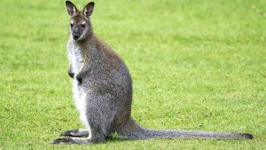 Wallaby plan fails to win council approval