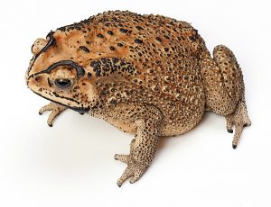 Poisonous exotic toad a threat to biosecurity