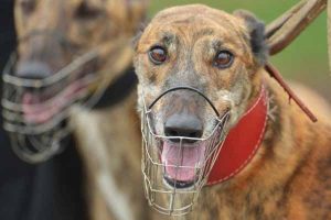 Housing won’t stop Romsey greyhound trainer