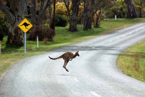 Drivers ‘should avoid swerving around animals’