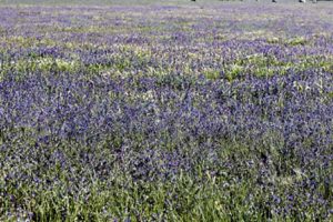 Paterson’s Curse found on Calder