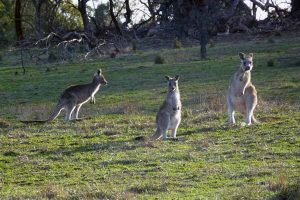 Upgrades at Hanging Rock