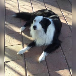 Dog dies, another critical after being poisoned in Sunbury