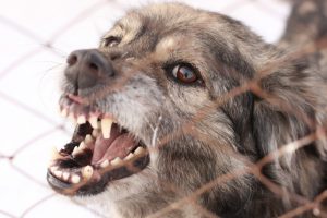 Macedon Ranges dog attacks prompt warning
