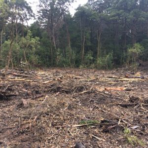 Long term vision for lake forest