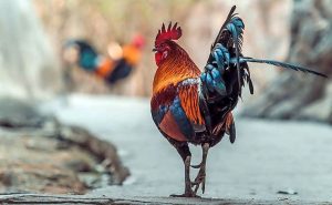 Cockfighting ring busted