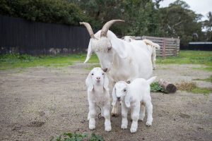 Joy at birth of baby goats