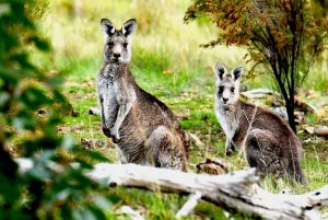 There’s a new mob in town