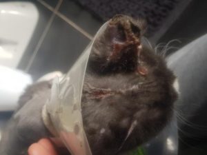 Warning to cat owners