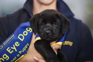 Petbarn appeal tops last year’s total