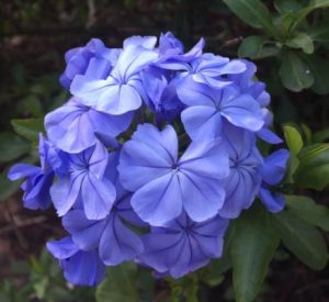 Botanic gardens set to bloom