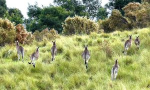 Kangaroos flourish