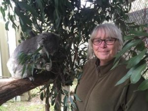 Watch out for koalas