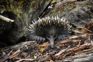 Check before burning