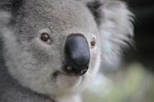Koala-ty fundraiser