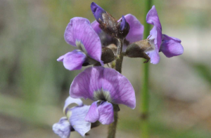 Putting Bald Hill Reserve on the map