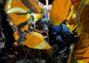 CFA volunteers rescue four-legged Terry from abandoned mine shaft