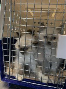 Calming cats and dogs during fireworks