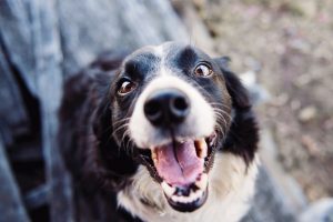 Council releases pet policy