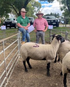 Counting sheep sales