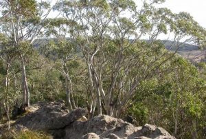 Help protect Macedon Ranges snow gums