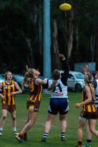 Cats enjoying new challenge