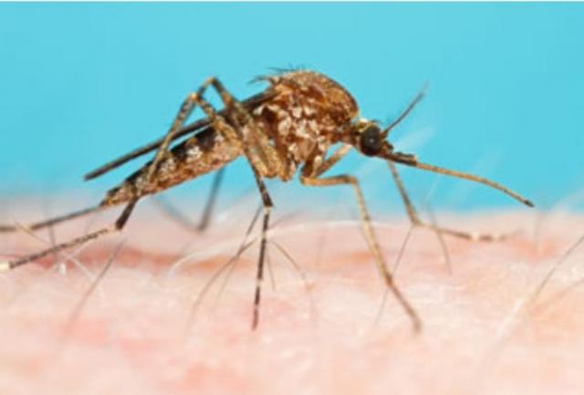 Bu yaz sivrisinek kaynaklı hastalıklardan korunun