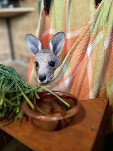 Volunteers bust guts for wildlife