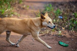 Saving the dingo population