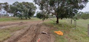 Rescuer discovers nine roos