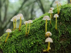 Trample damage concerns horticulturist