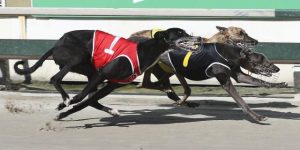 Greyhound tracking to go digital