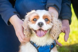 Residents to take the lead on dog areas