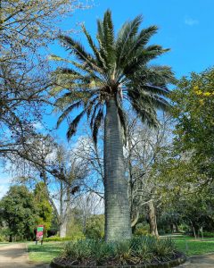 Kyneton palm reaches new heights