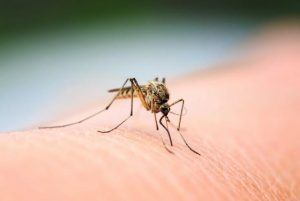 Free vaccine for mosquito season