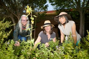 Walk Sunbury’s garden trail