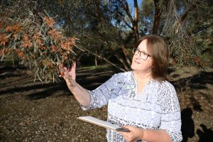 Sketching magnificent eucalypts