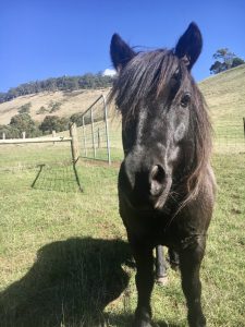 Free equine event in Macedon