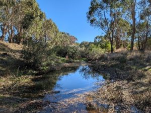 Renewed plan to save endangered fish