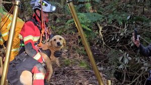 Rescued dog owners ‘elated’