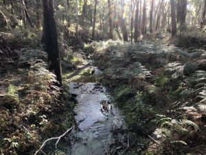 Vision for Mt Macedon to be shared