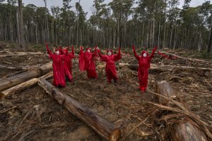 Forestcarers mourn logging loss