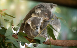 Help koalas this September