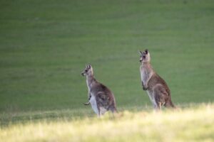 Sunbury hotspot for wildlife roadstrike