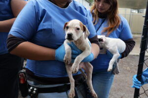 Hume a hot spot for animal cruelty