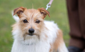 Tails wagging for 40 years