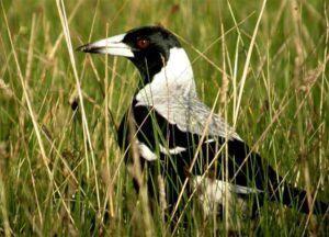 Aussie Bird Count begins